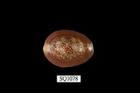 藏品(雪山寶螺)的圖片